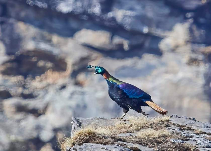 YOG_2413-DeNoiseAI-standard