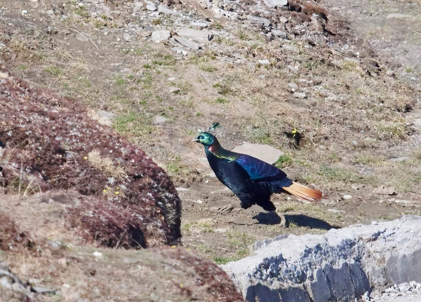 YOG_2455-DeNoiseAI-standard