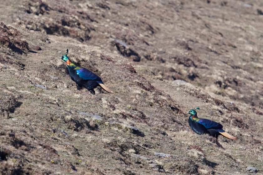 YOG_2459-DeNoiseAI-standard