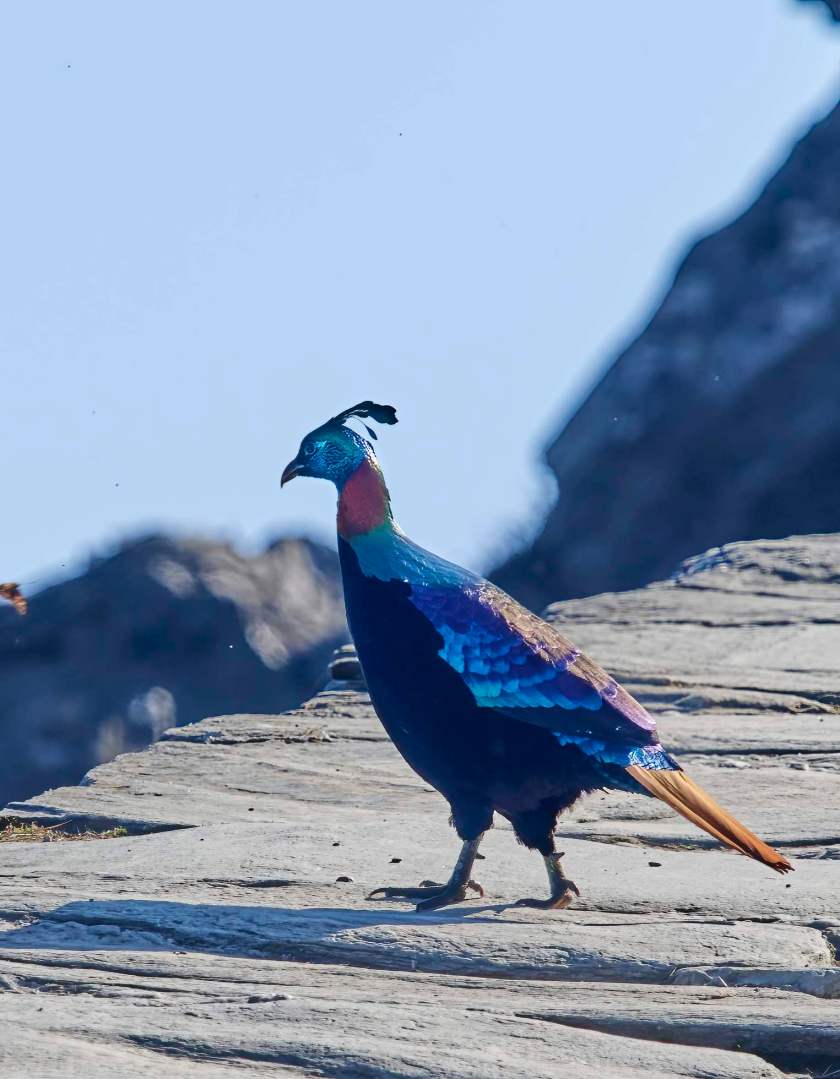 YOG_2502-DeNoiseAI-standard