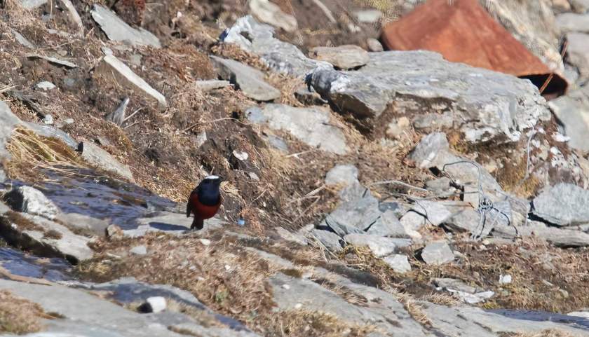 YOG_2538-DeNoiseAI-standard