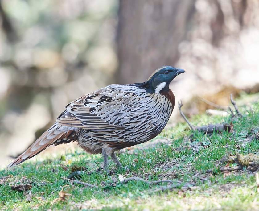 YOG_2625-DeNoiseAI-standard-DeNoiseAI-standard