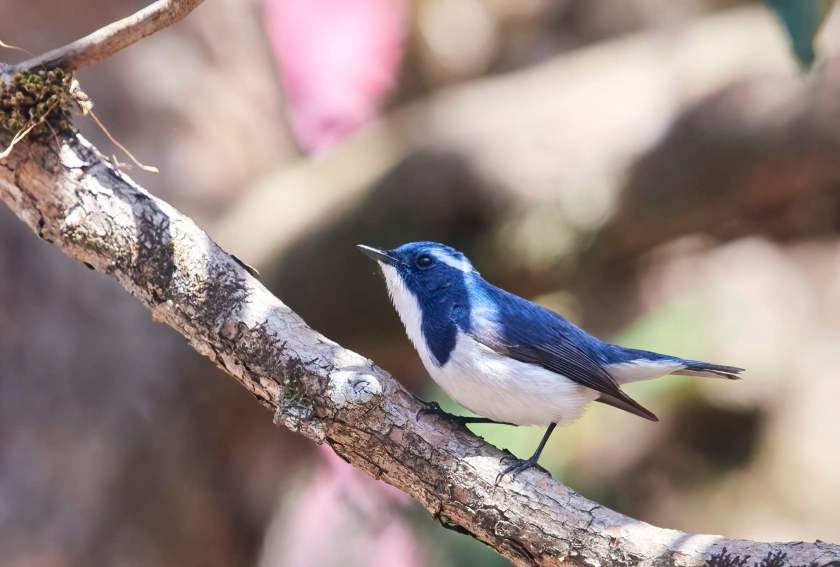 YOG_2688 1-DeNoiseAI-standard