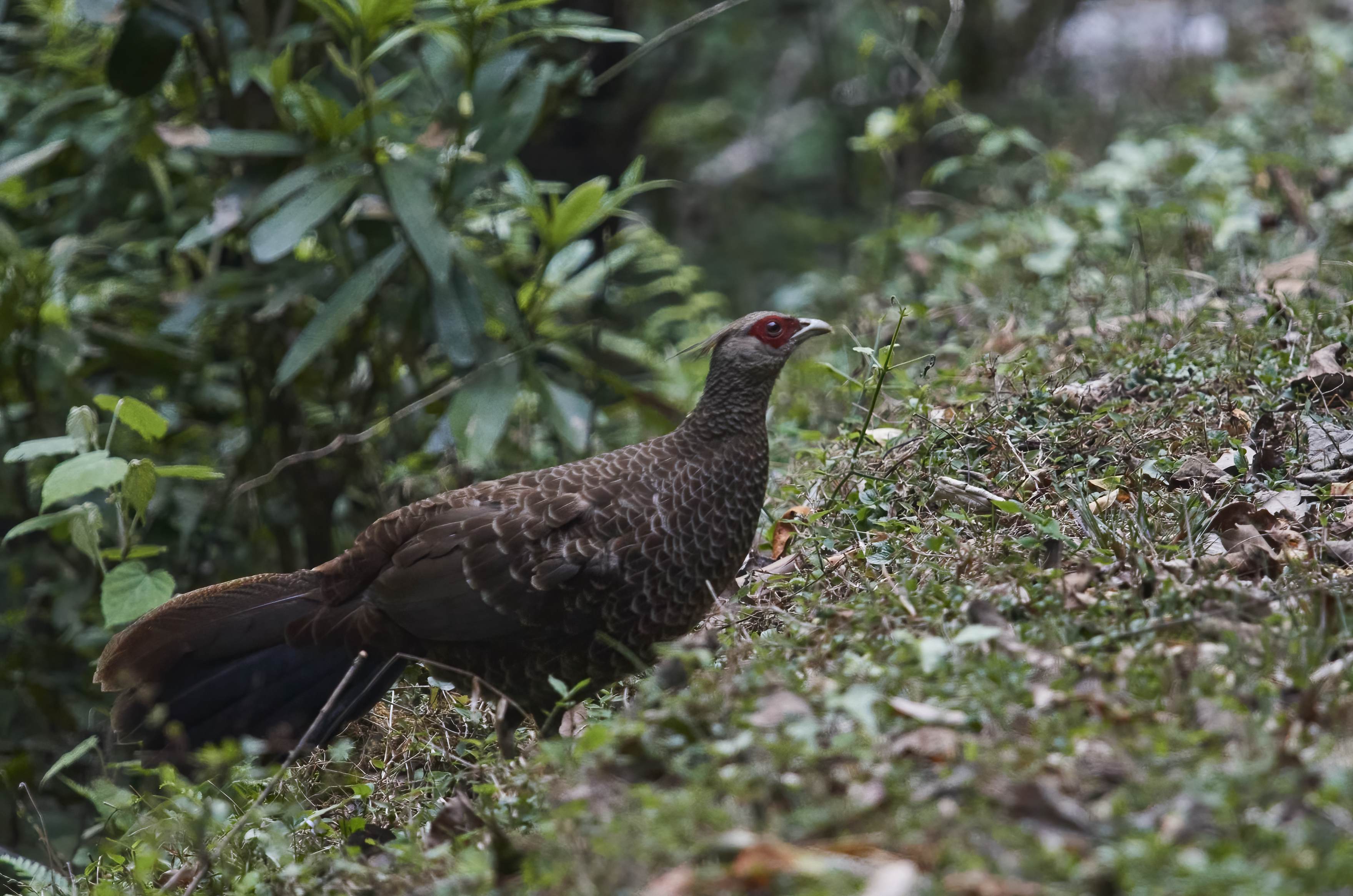 YOG_2935-DeNoiseAI-standard