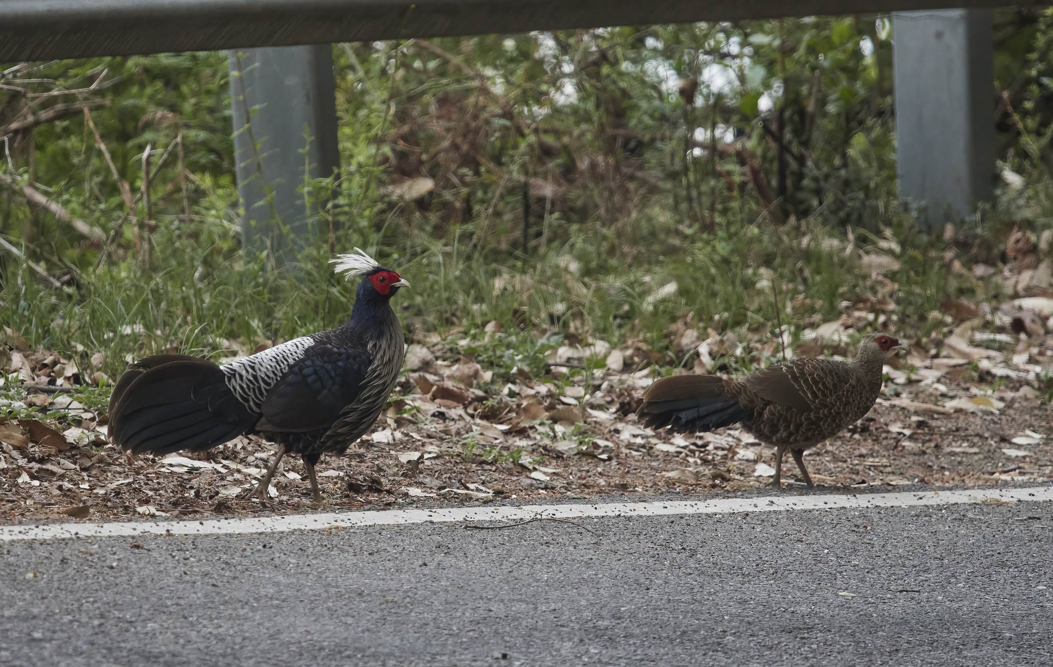 YOG_2948-DeNoiseAI-standard