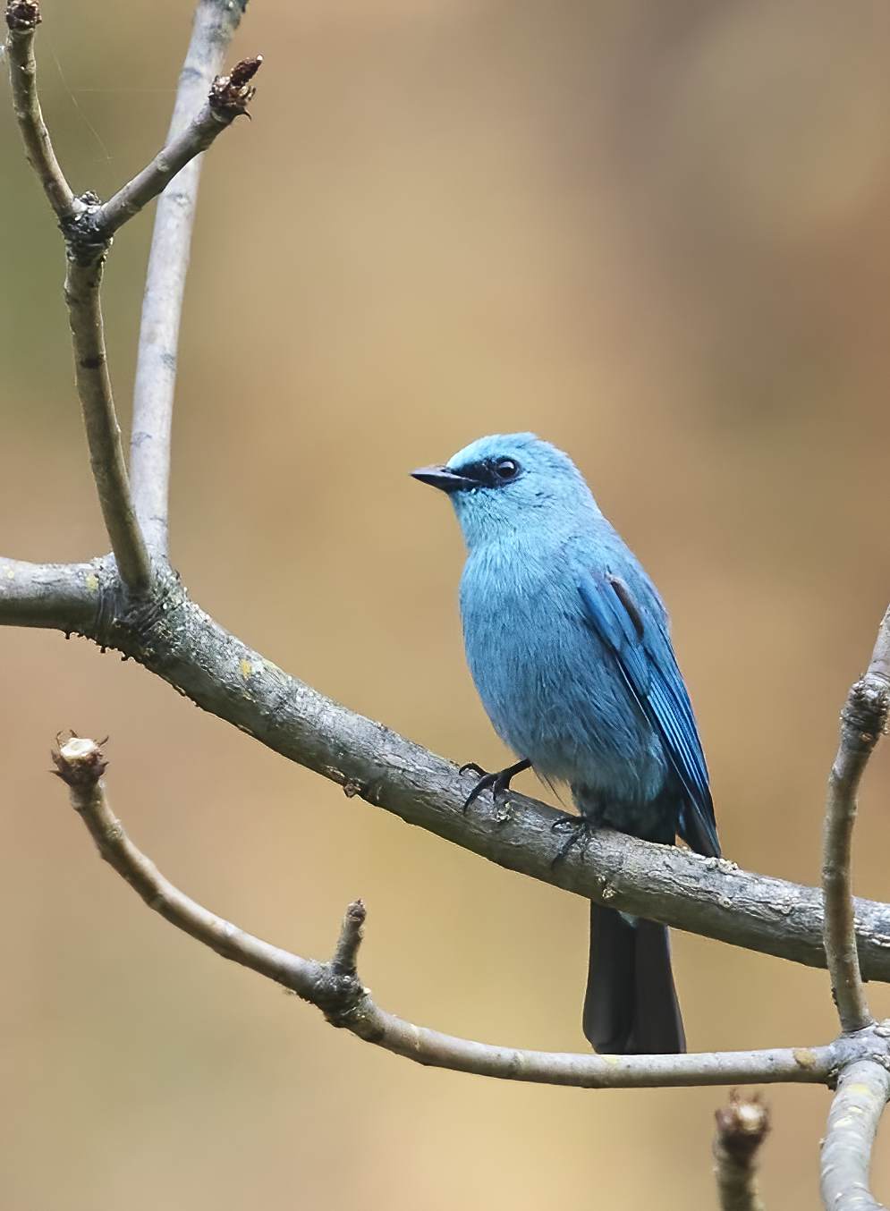 YOG_2987-DeNoiseAI-standard