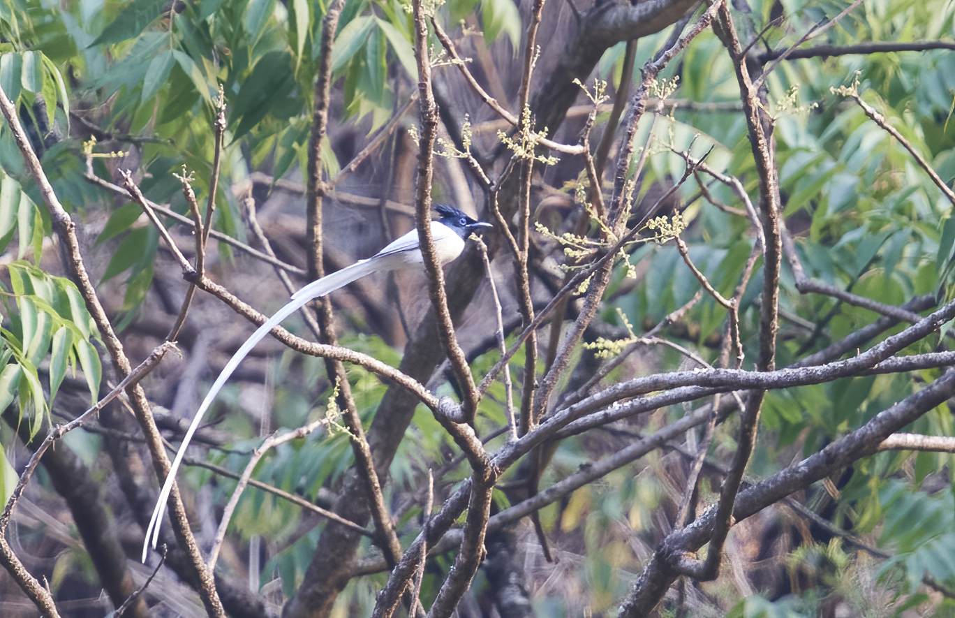 YOG_2995-DeNoiseAI-standard