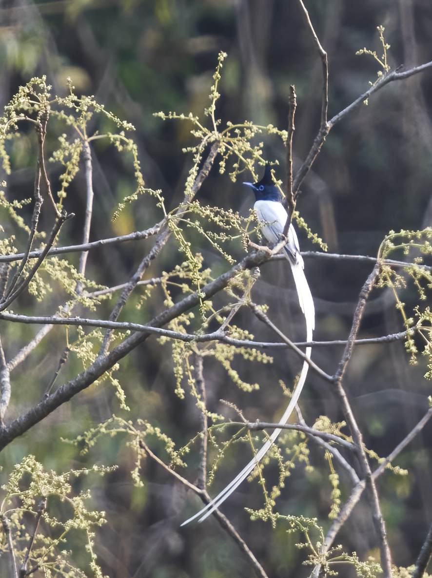 YOG_2998-DeNoiseAI-standard