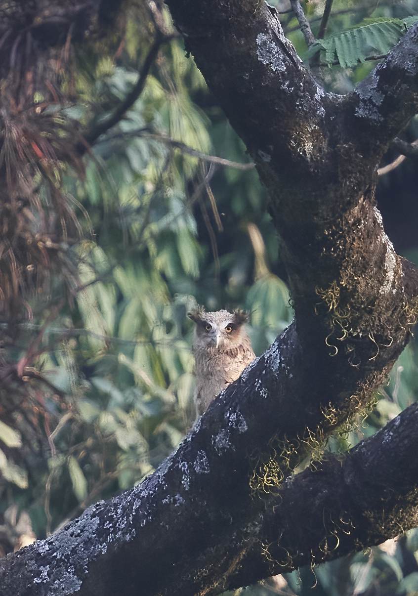 YOG_3015-DeNoiseAI-standard