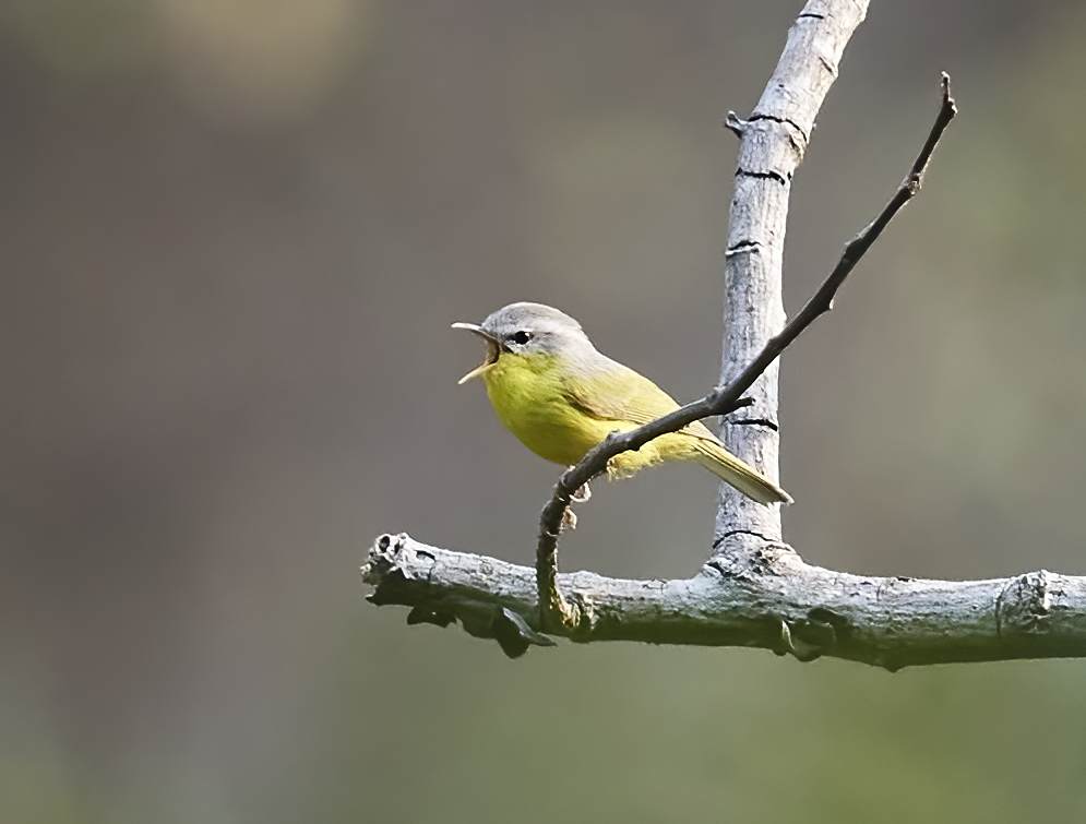 YOG_3032 1-DeNoiseAI-standard