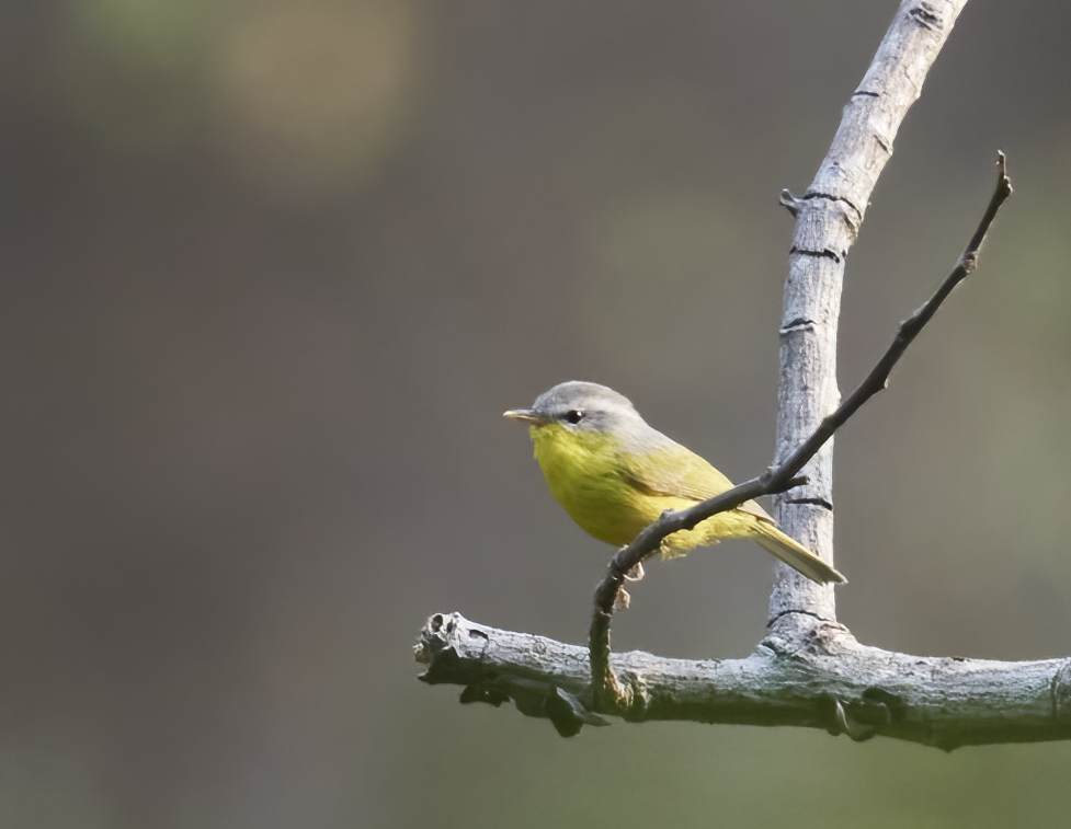 YOG_3033-DeNoiseAI-standard