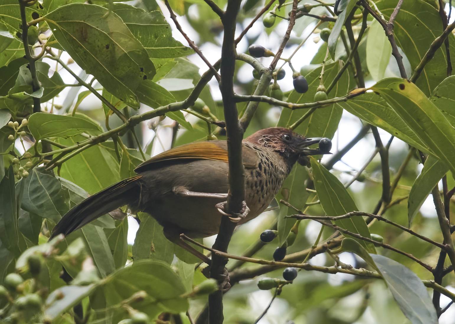 YOG_3037-DeNoiseAI-standard