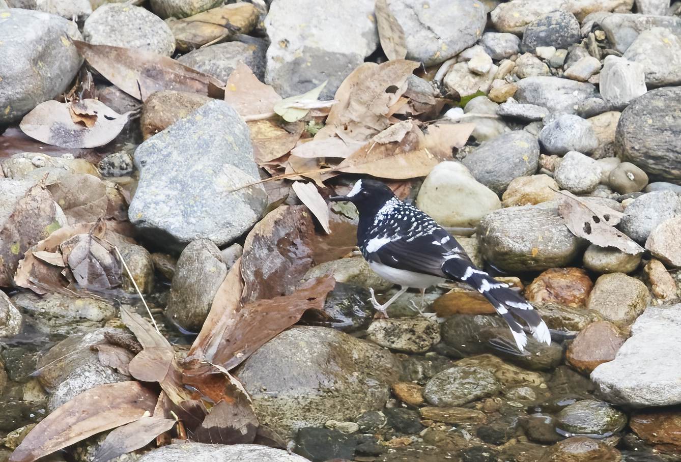 YOG_3039-DeNoiseAI-standard