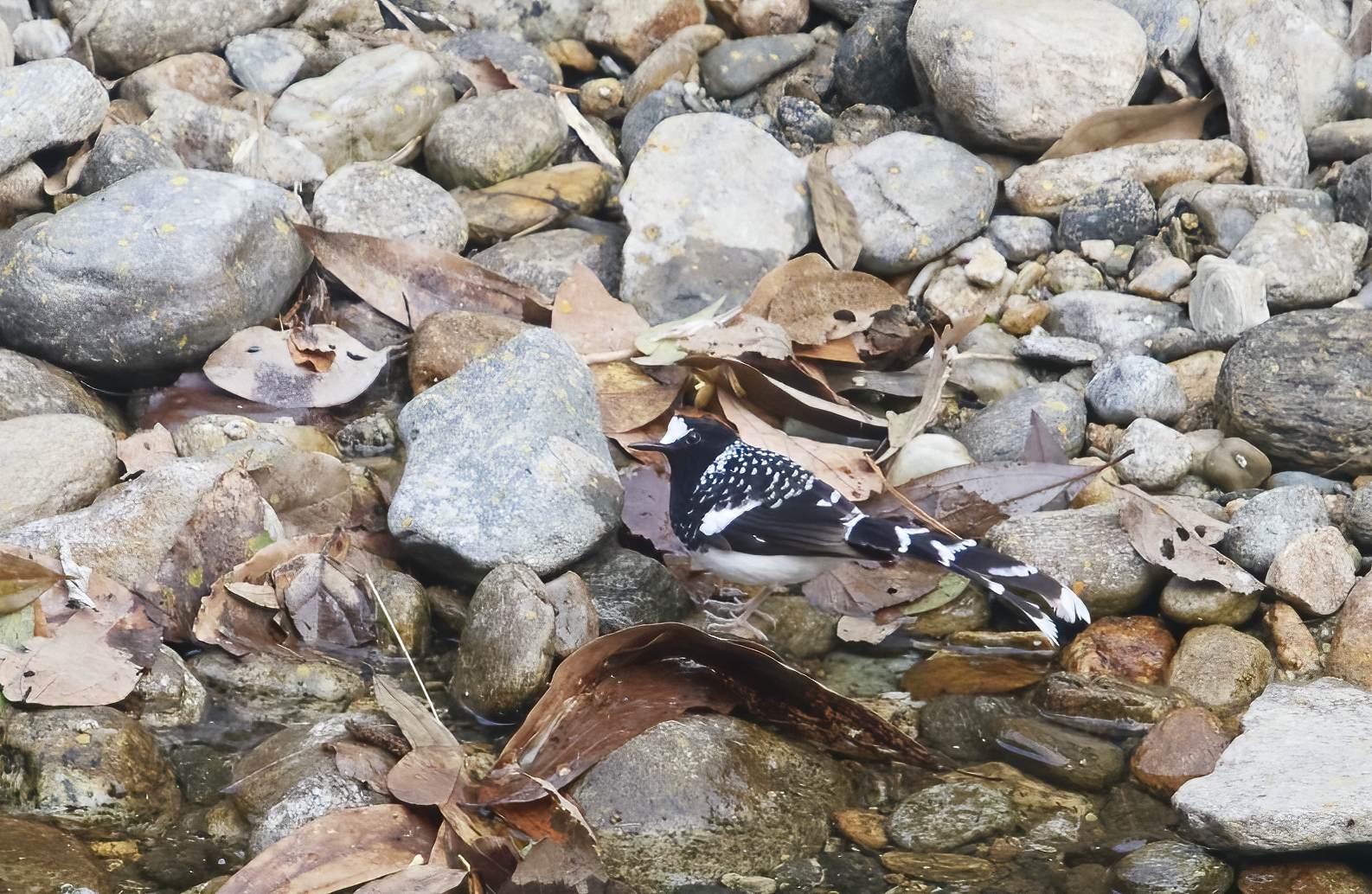 YOG_3051-DeNoiseAI-standard