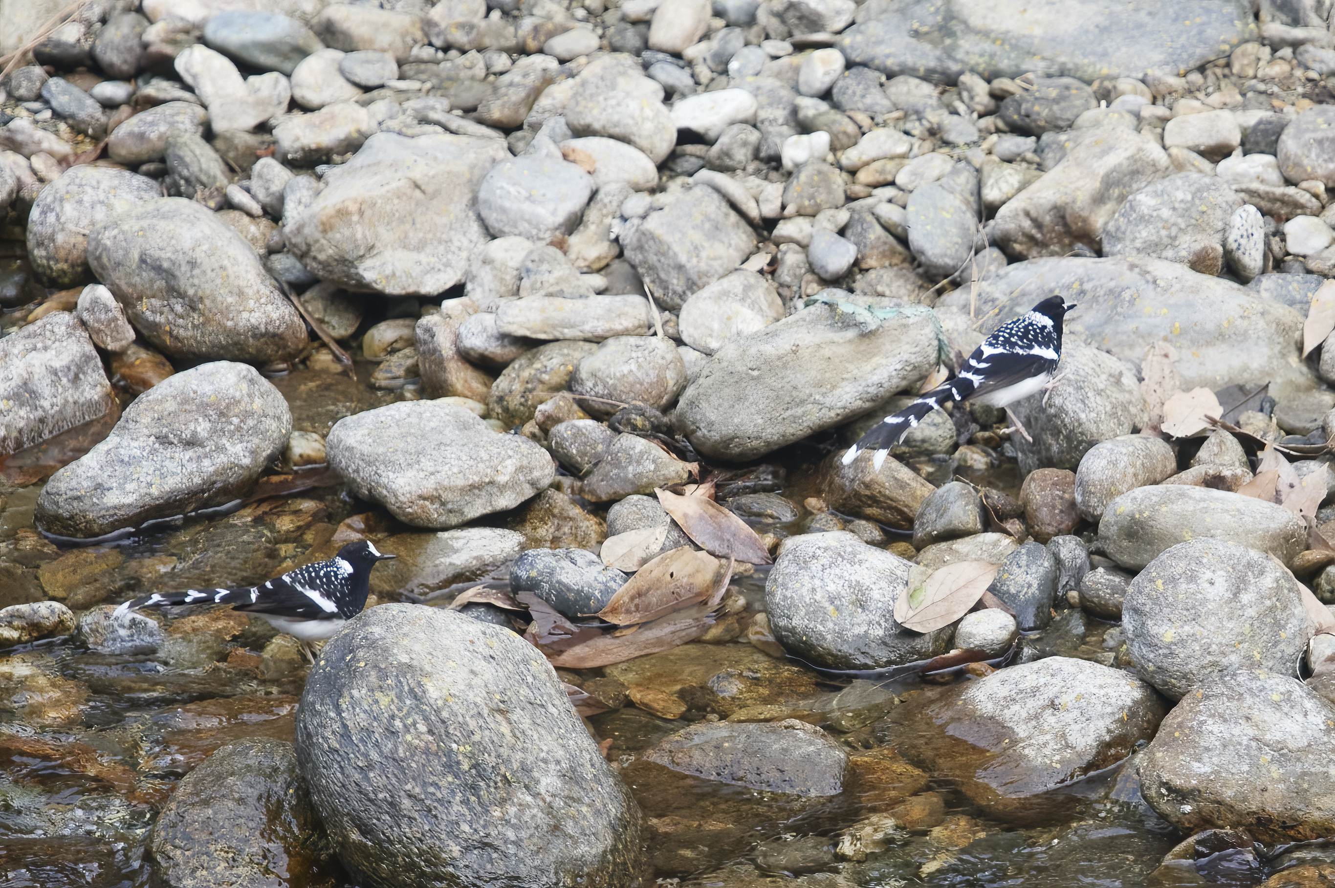 YOG_3060-DeNoiseAI-standard