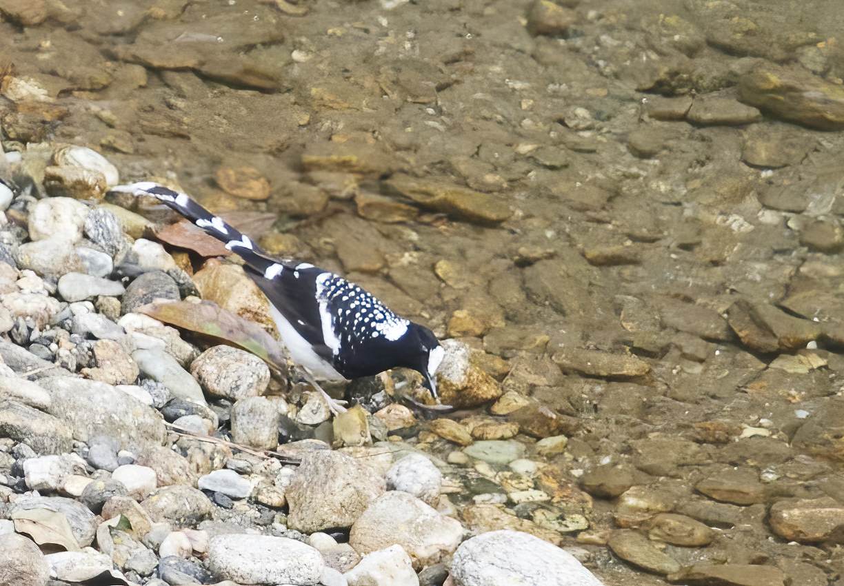 YOG_3079-DeNoiseAI-standard