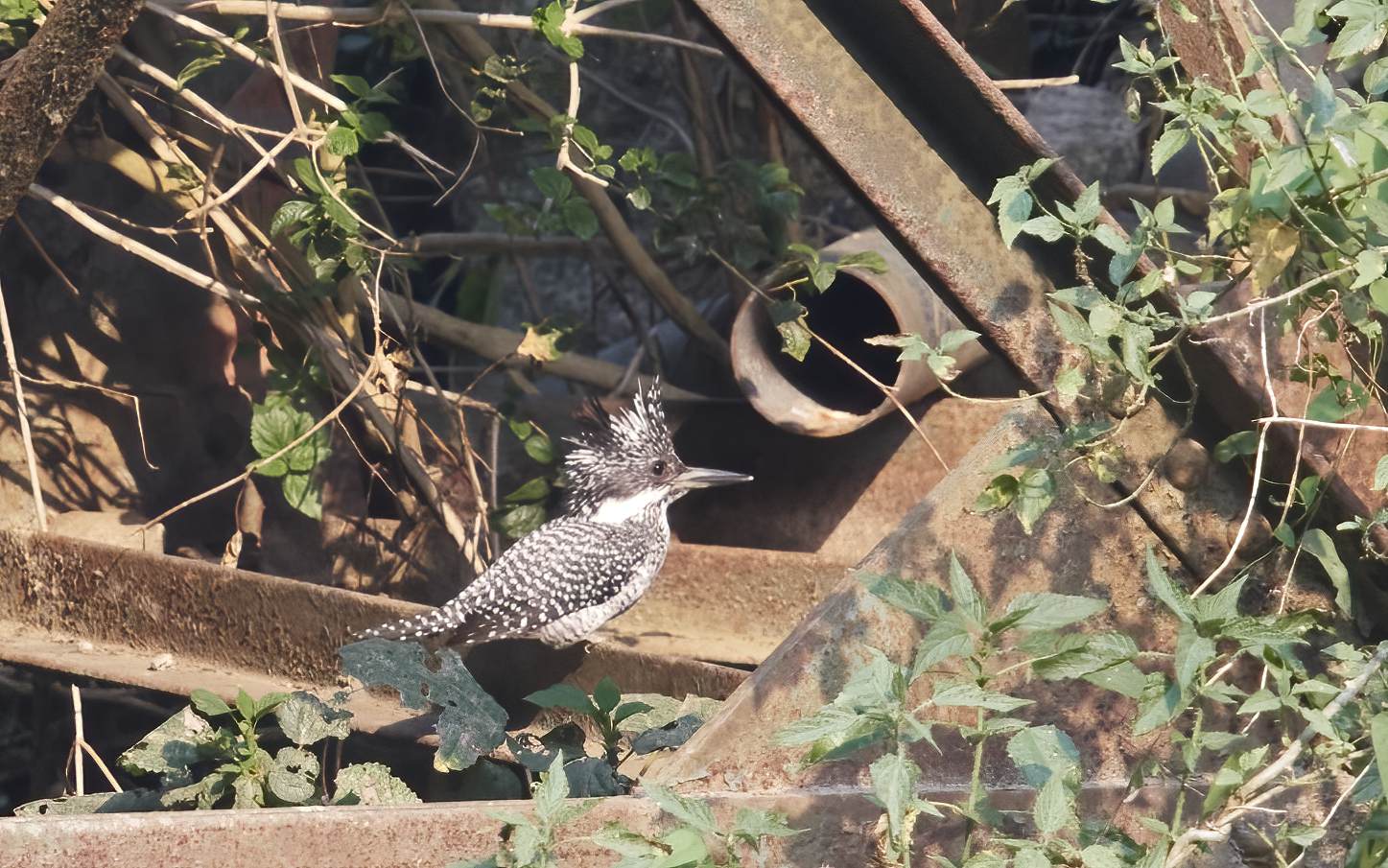 YOG_3084-DeNoiseAI-standard