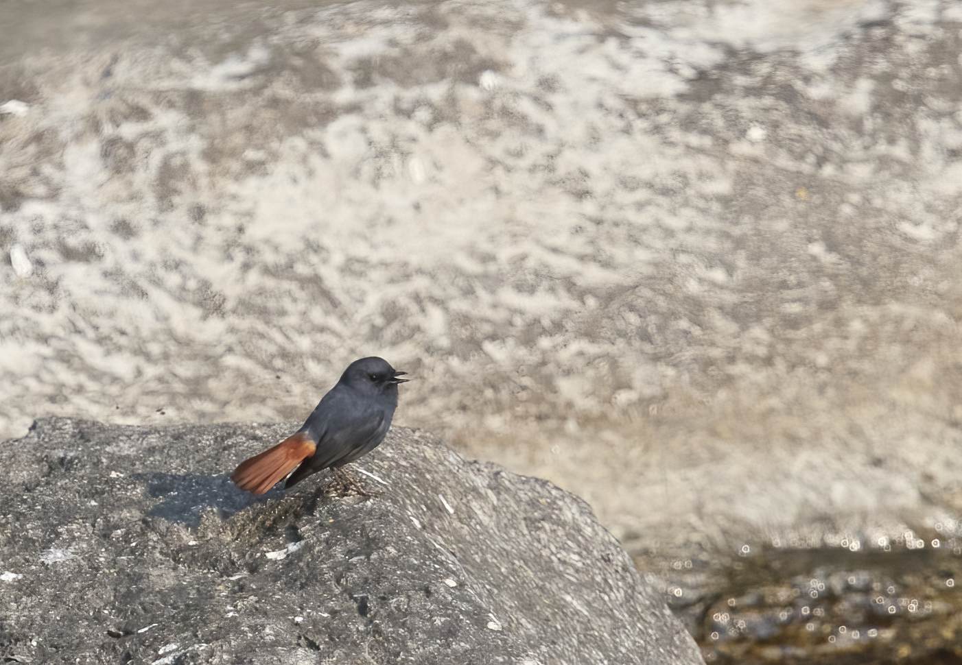 YOG_3104-DeNoiseAI-standard