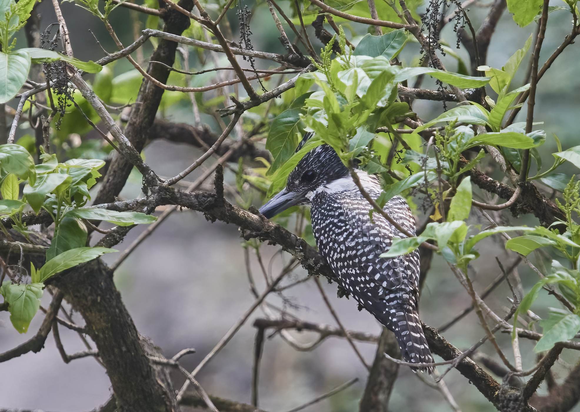 YOG_3111-DeNoiseAI-standard