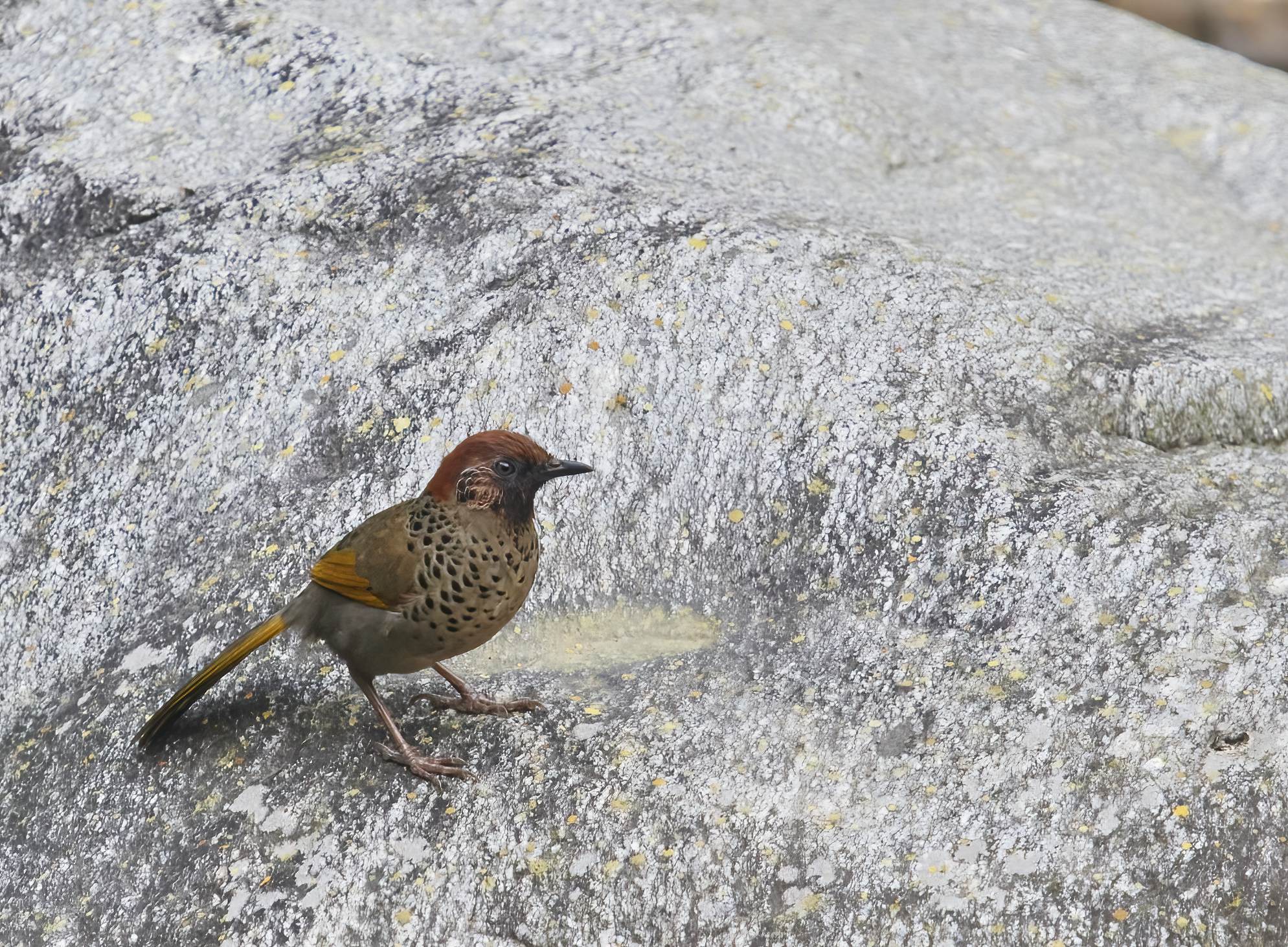 YOG_3126-DeNoiseAI-standard