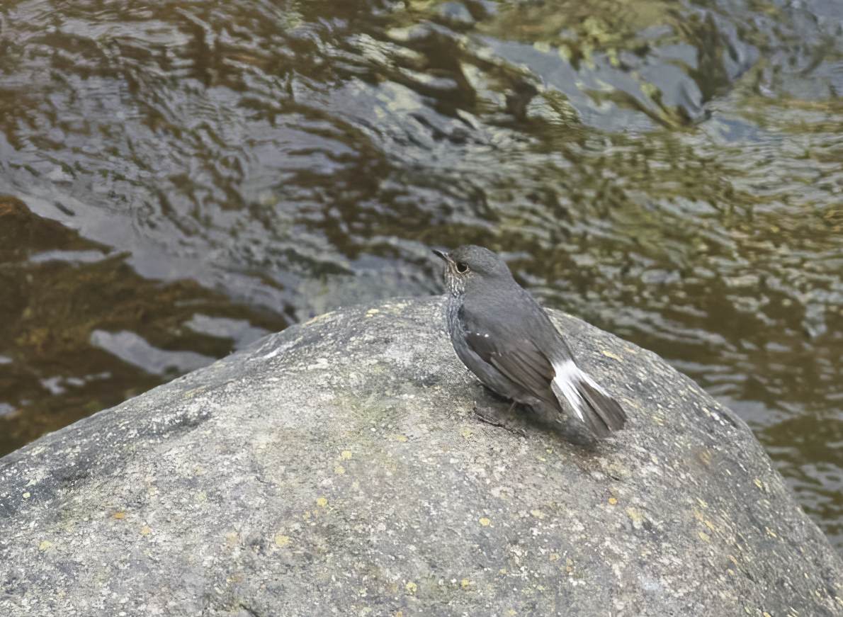 YOG_3129-DeNoiseAI-standard