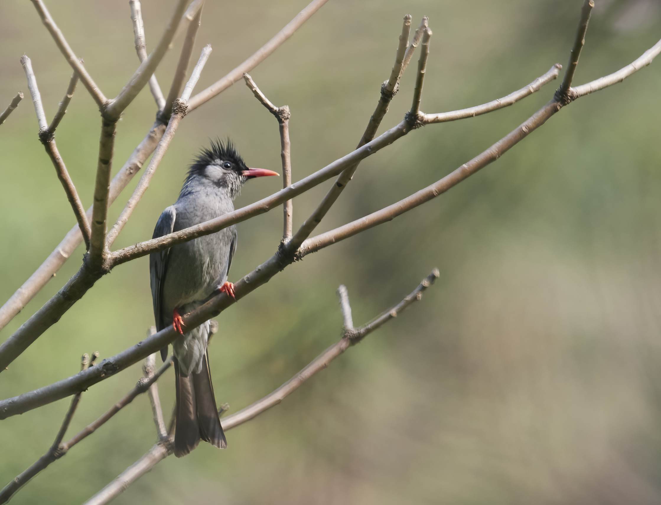 YOG_3136-DeNoiseAI-standard