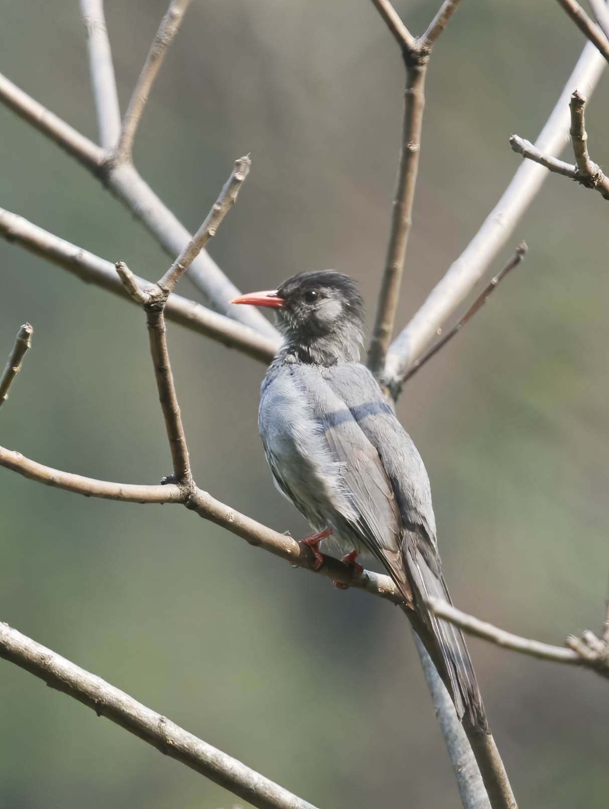 YOG_3152-DeNoiseAI-standard