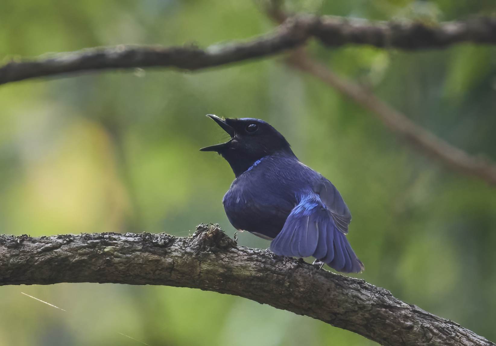 YOG_3177-DeNoiseAI-standard