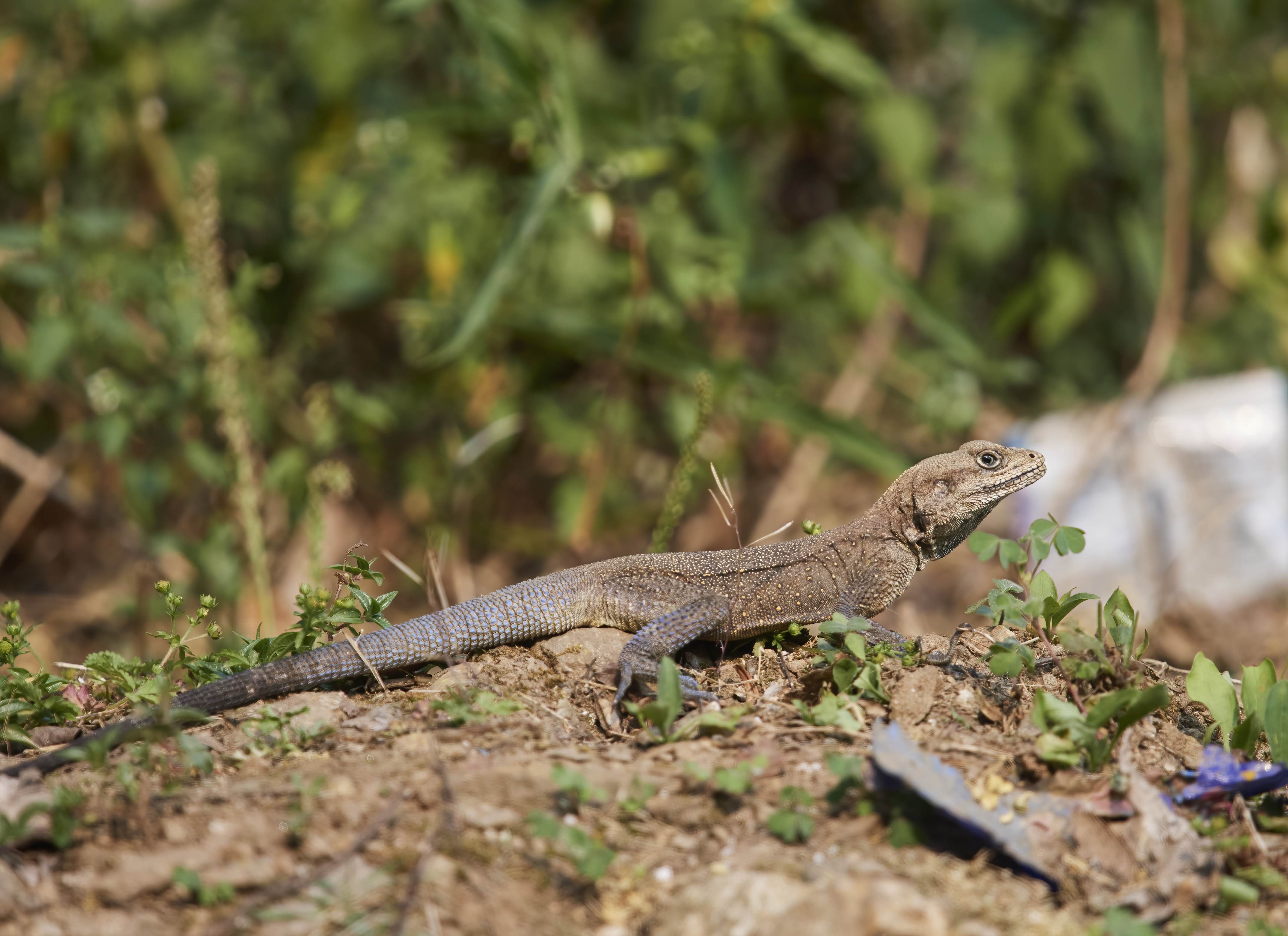 YOG_3214-DeNoiseAI-standard