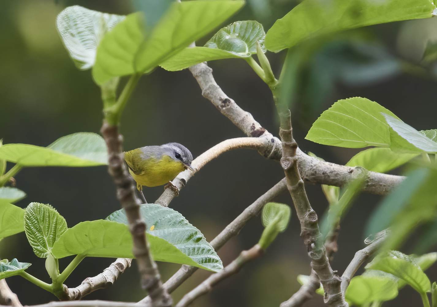 YOG_3222-DeNoiseAI-standard