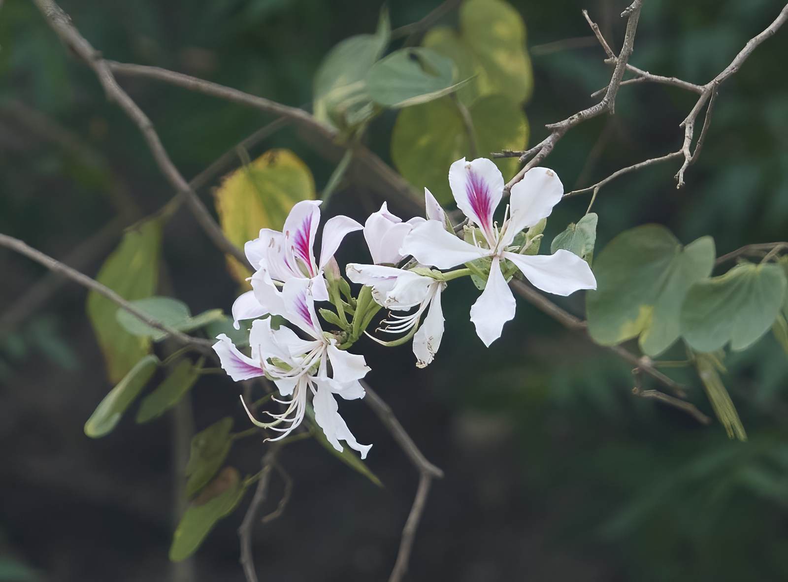 YOG_3234-DeNoiseAI-standard