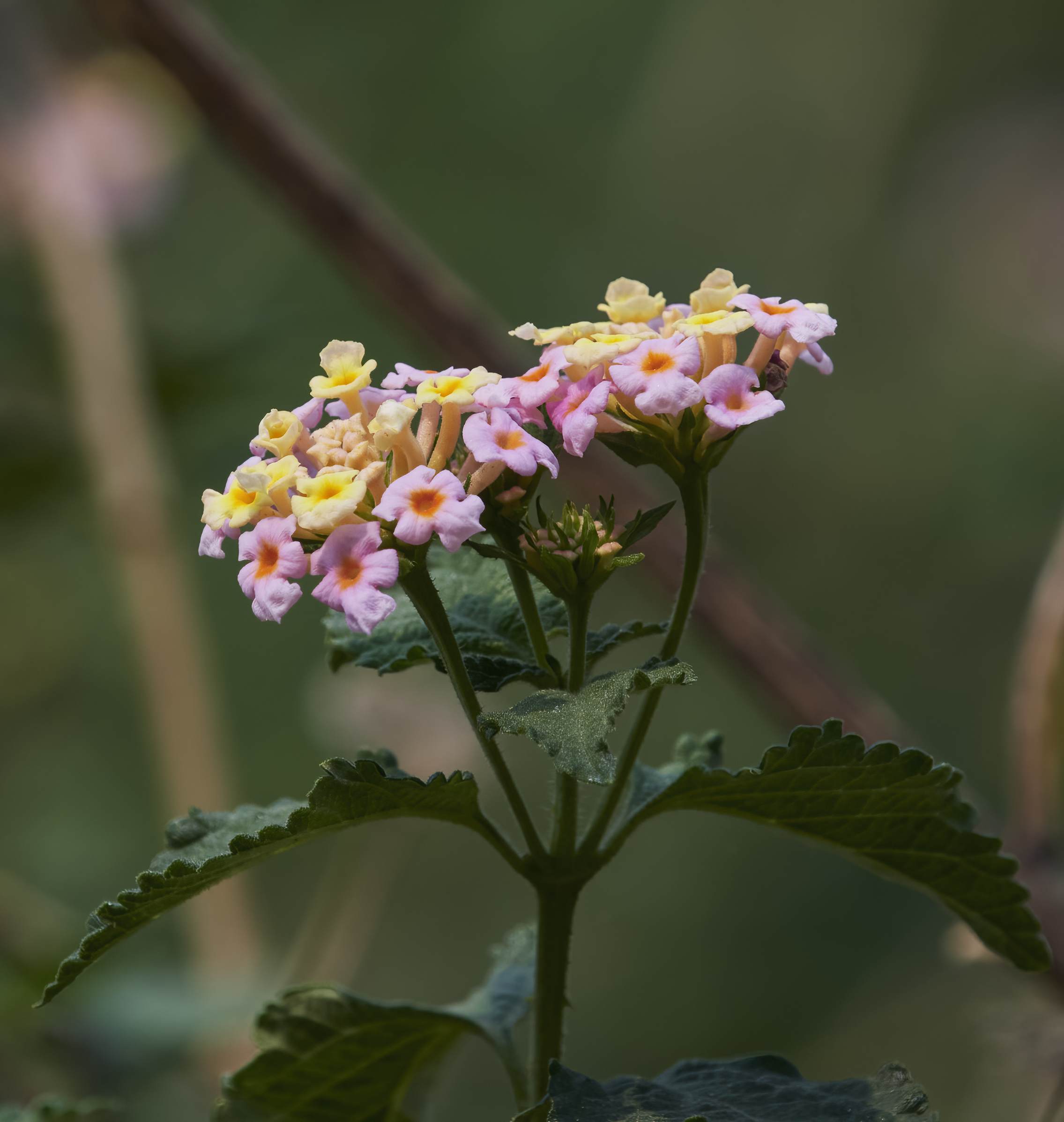 YOG_3249-DeNoiseAI-standard