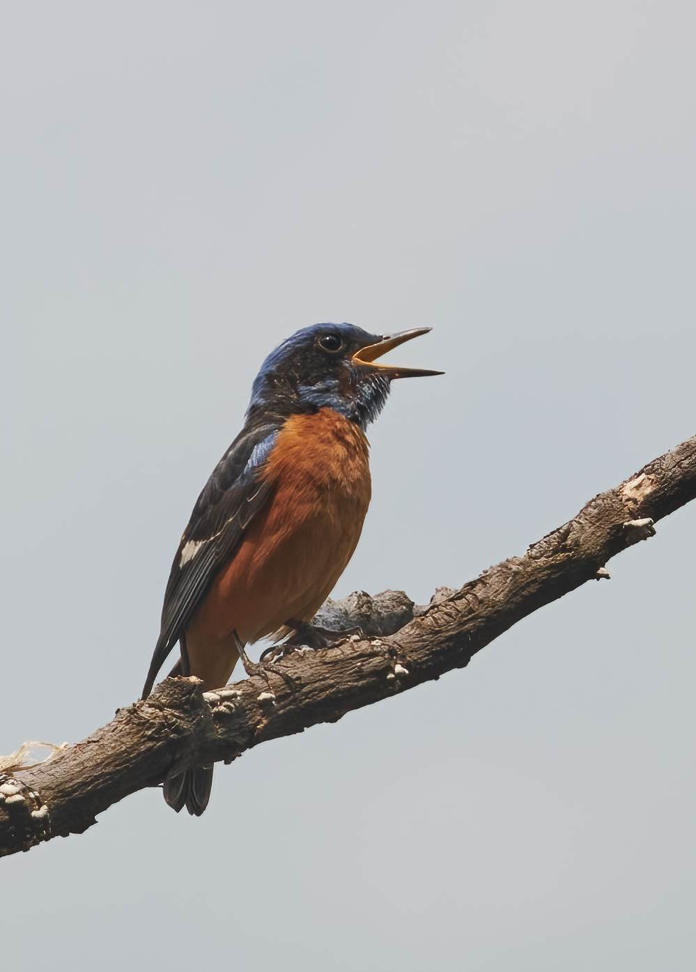 YOG_3279-DeNoiseAI-standard