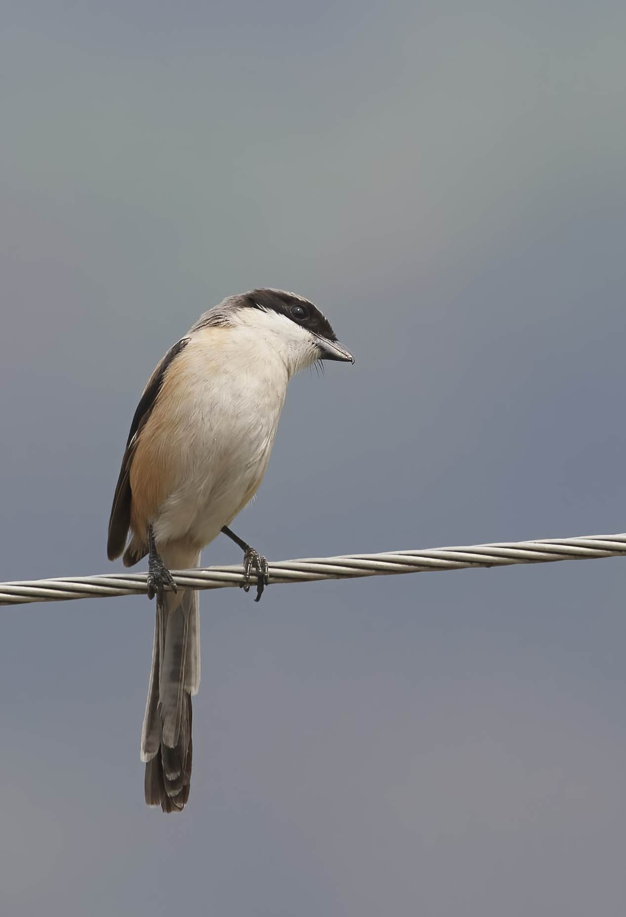 YOG_3310-DeNoiseAI-standard