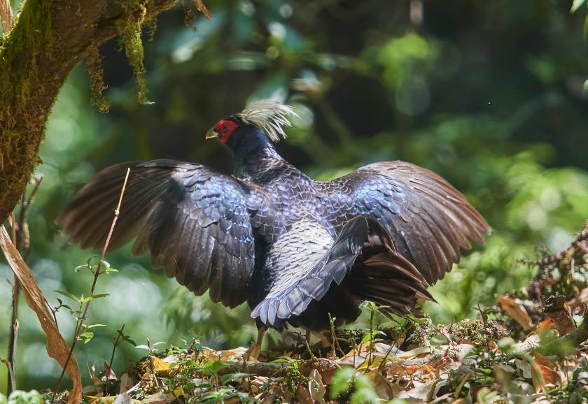 YOG_3917-DeNoiseAI-standard