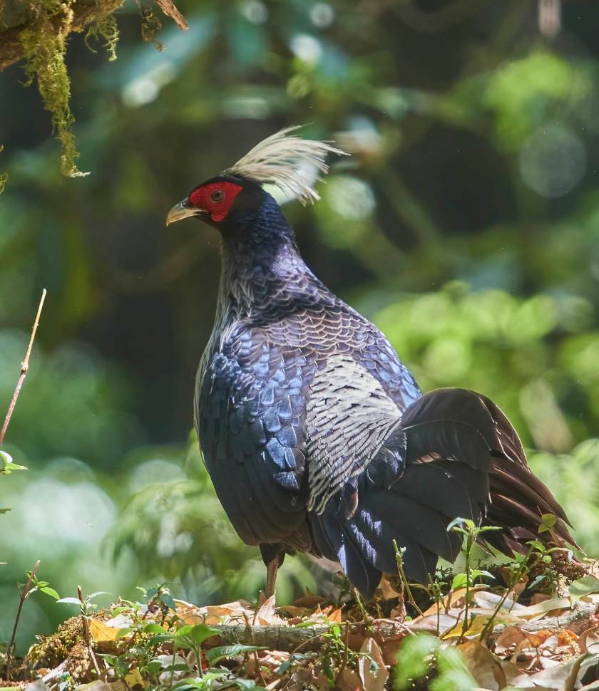 YOG_3925-DeNoiseAI-standard