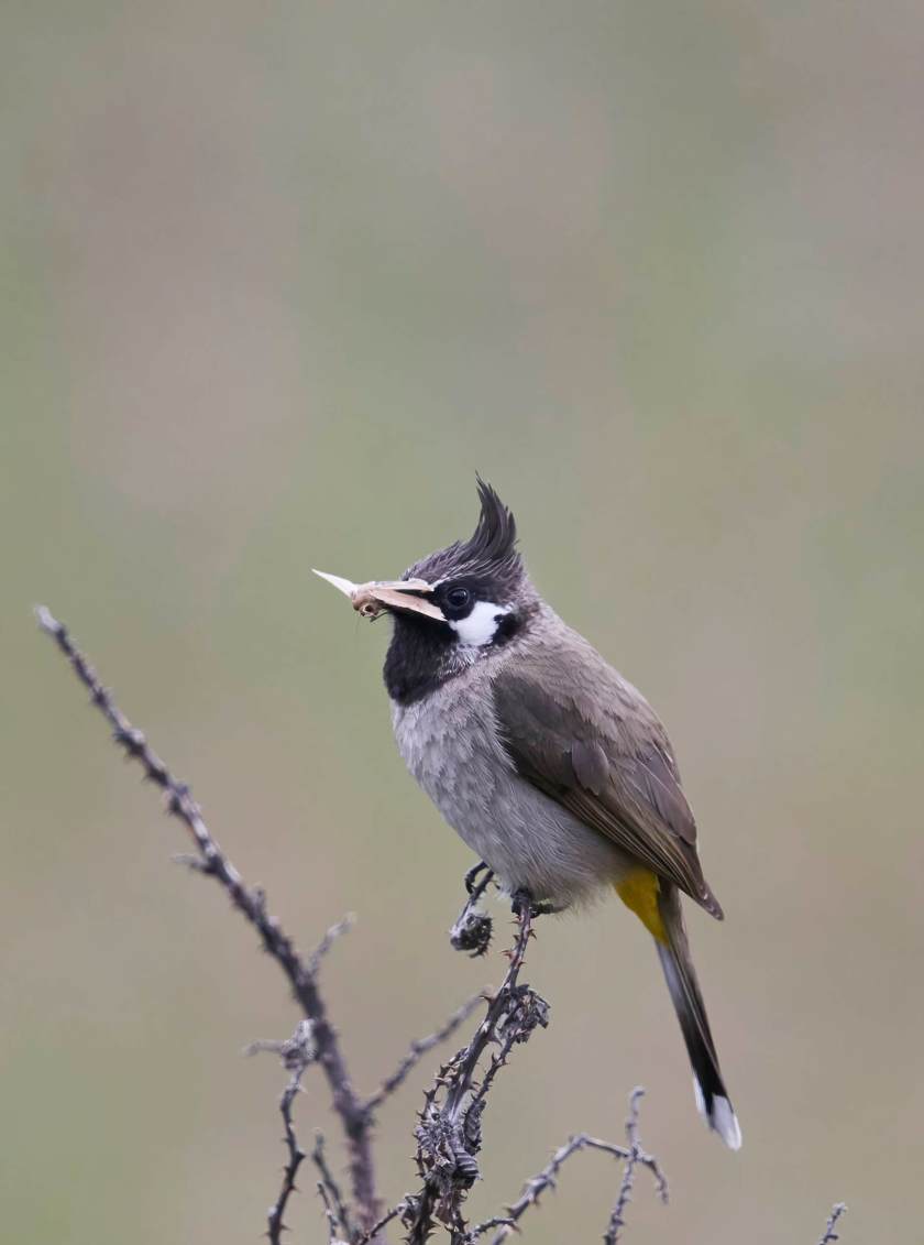 YOG_3948-DeNoiseAI-standard