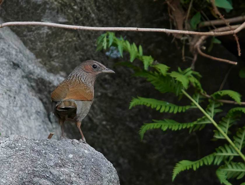 YOG_3958-DeNoiseAI-standard