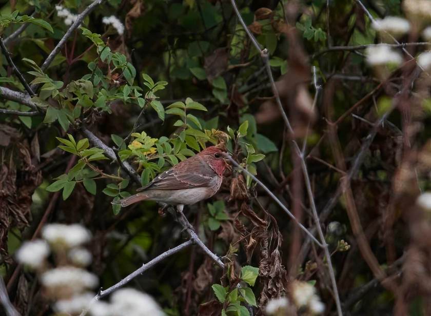 YOG_3973-DeNoiseAI-standard