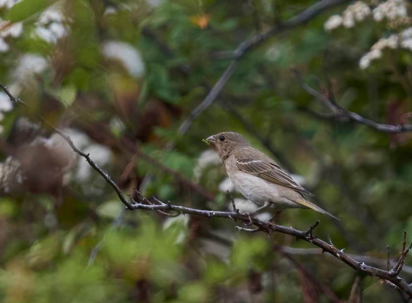 YOG_3986-DeNoiseAI-standard