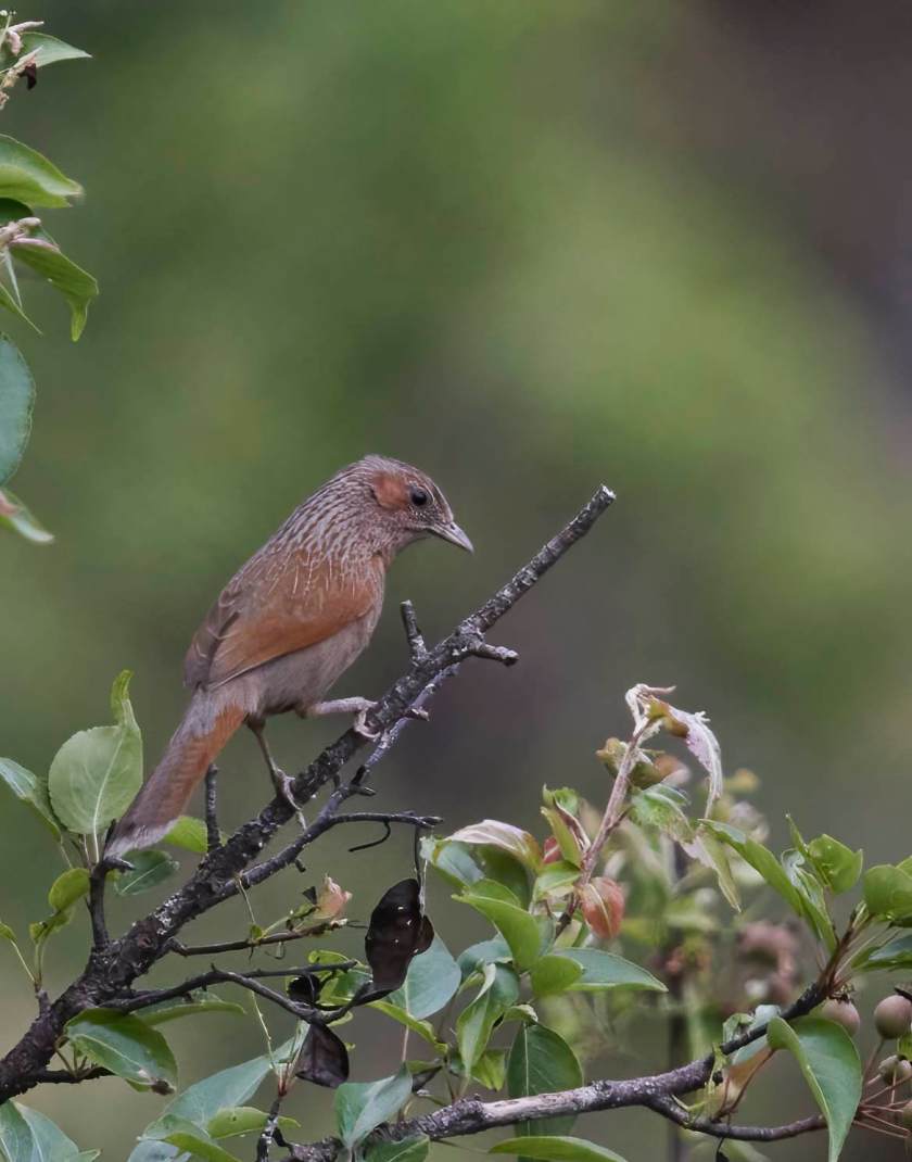 YOG_4010-DeNoiseAI-standard