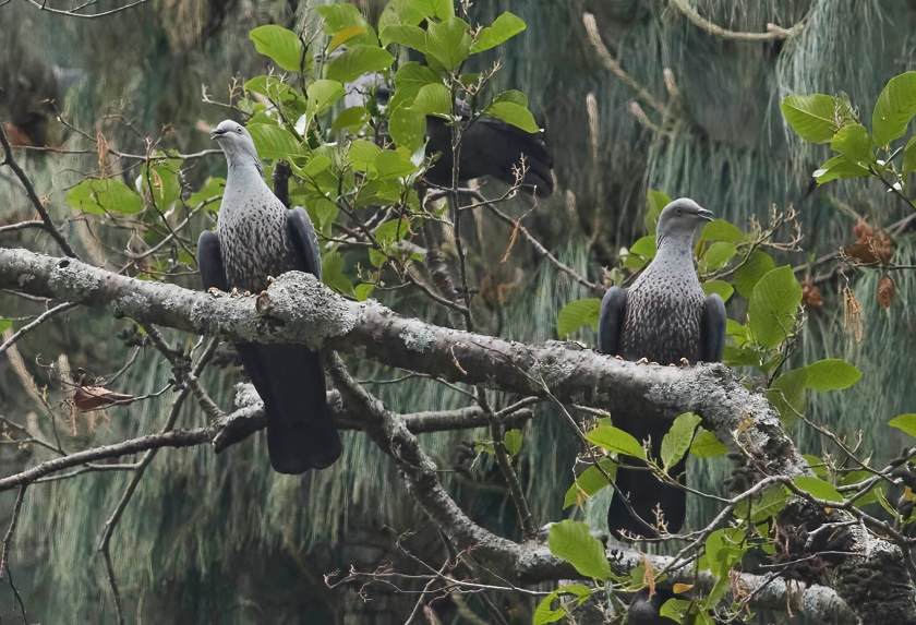 YOG_4018-DeNoiseAI-standard