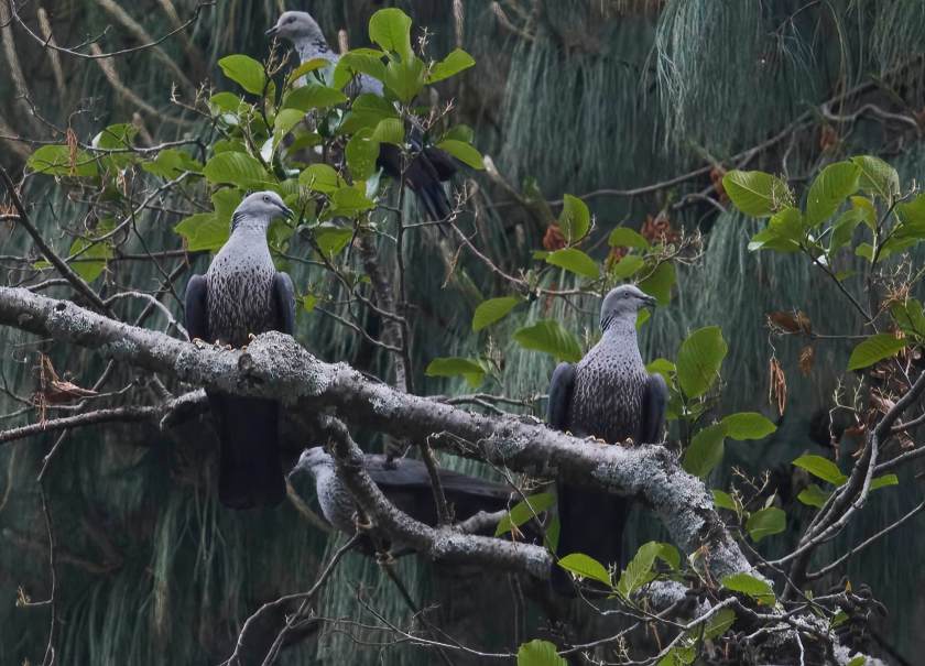 YOG_4028-DeNoiseAI-standard