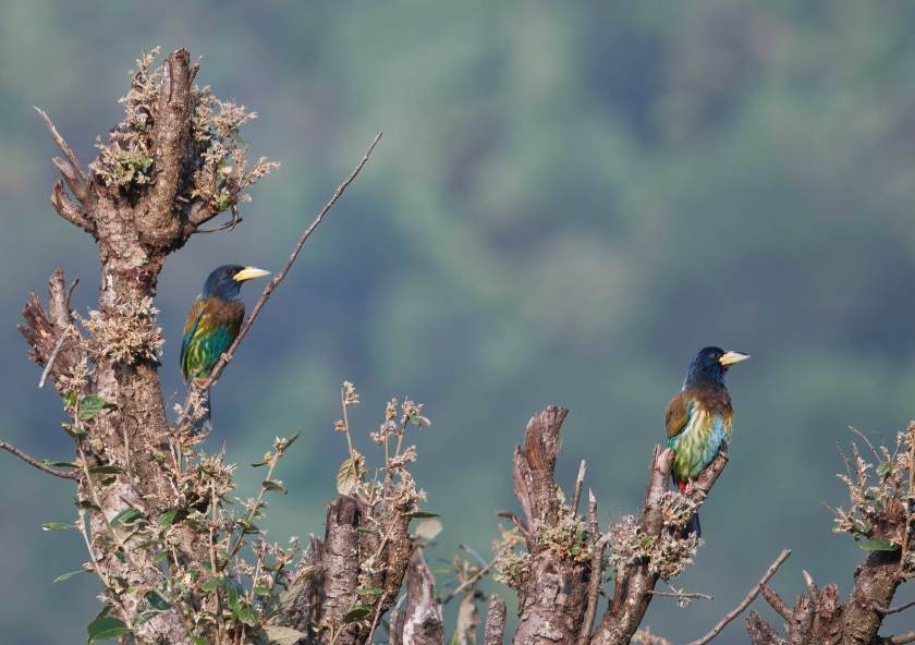 YOG_4034-DeNoiseAI-standard