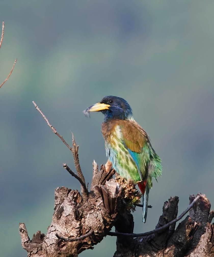 YOG_4049-DeNoiseAI-standard