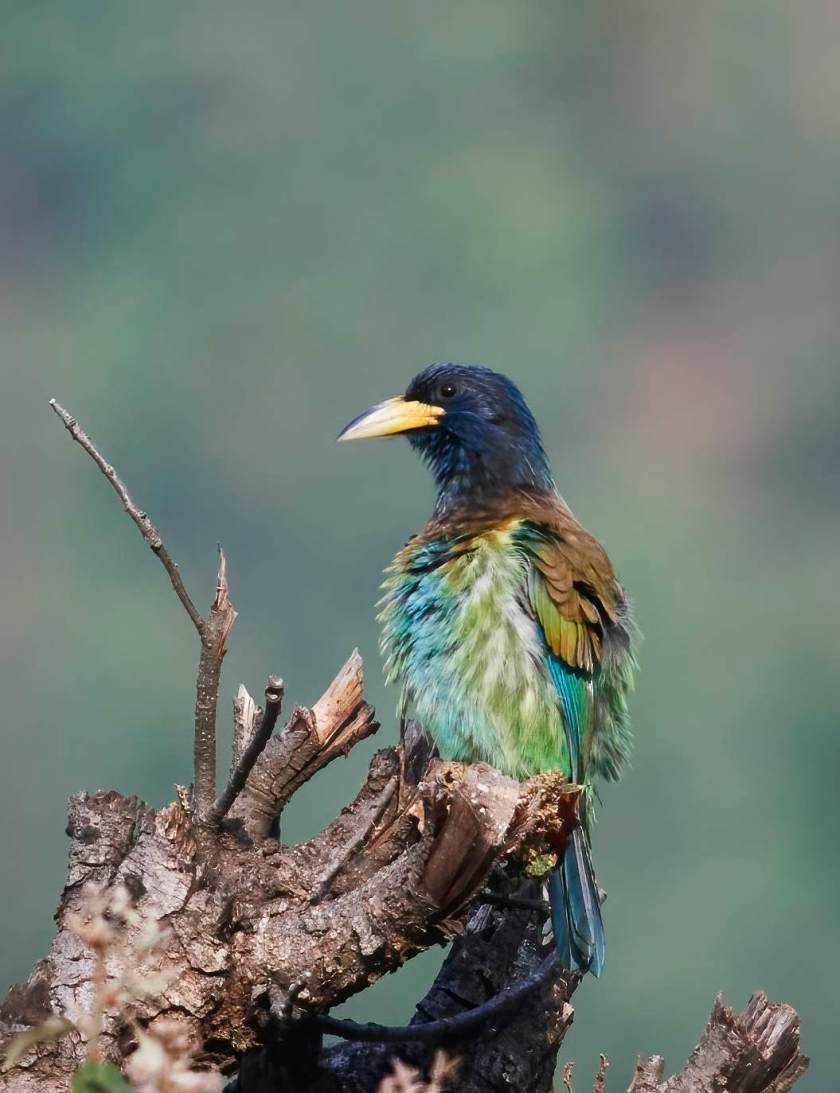 YOG_4055-DeNoiseAI-standard