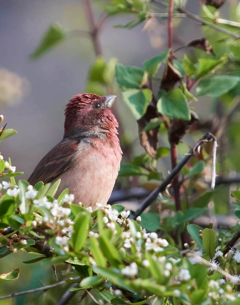 YOG_4059-DeNoiseAI-standard