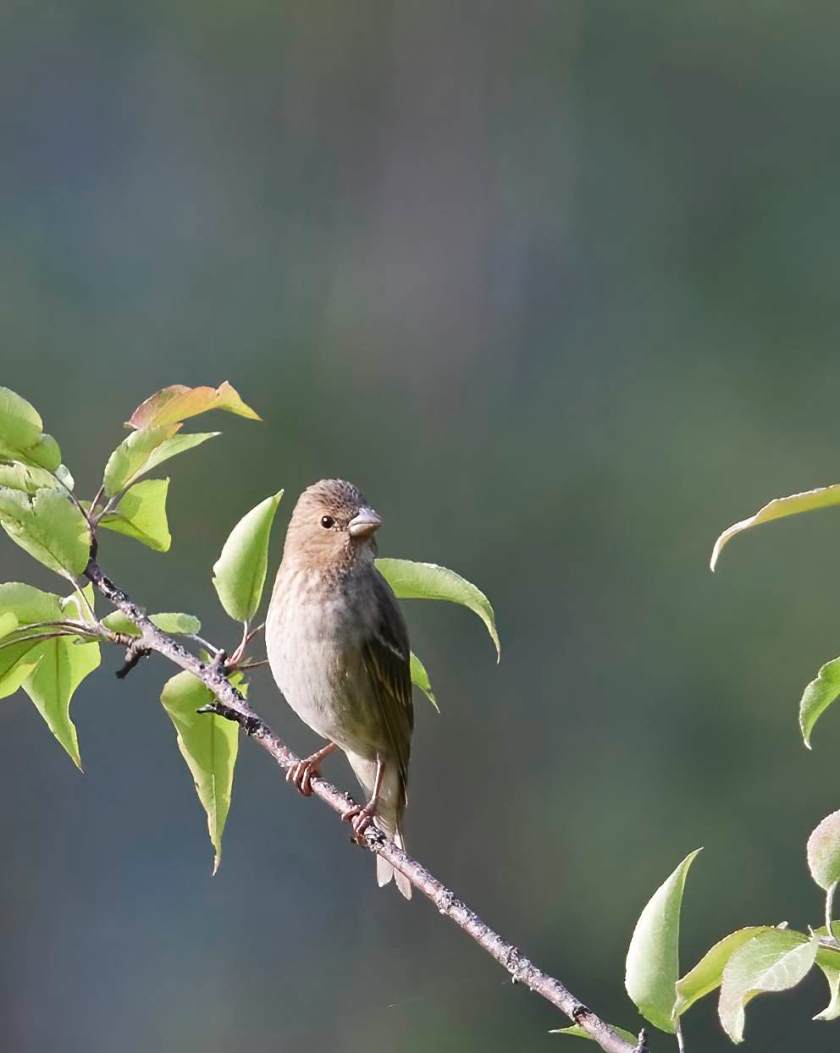 YOG_4102-DeNoiseAI-standard