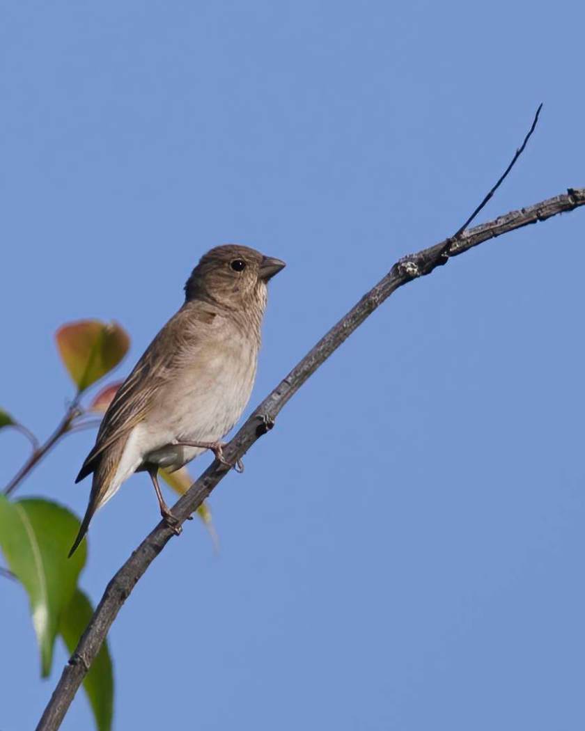 YOG_4113-DeNoiseAI-standard