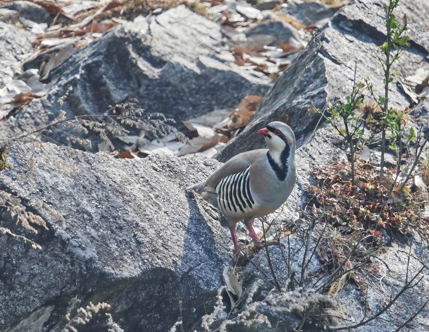 YOG_4151-DeNoiseAI-standard